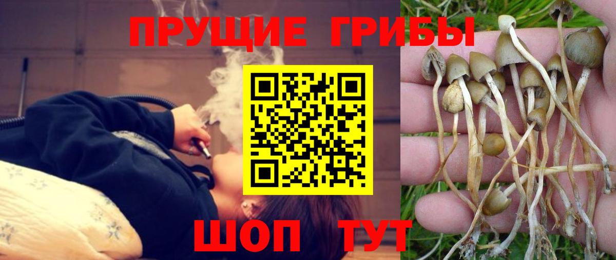 Галлюциногенные грибы прущие грибы  Вход с VPN  Псилоцибиновые грибы Psilocybe  Тихорецк 