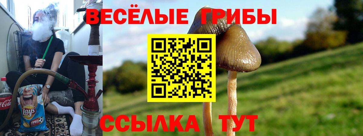 Галлюциногенные грибы Psilocybe Тихорецк